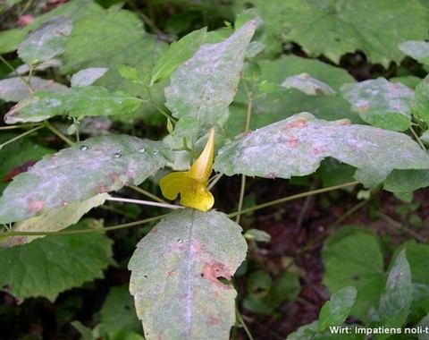 Podosphaera_ balsaminae Podosphaera balsaminae (Kari 1957 ex U. Braun 1995) U. Braun & S. Takamatsu 2000 Wirt: Impatiens noli-tangere - Großblütiges Springkraut Bemerkungen: dieser...